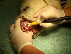 Photo of dental services